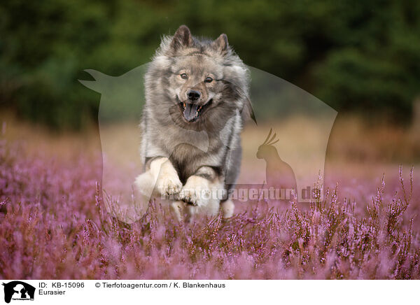 Eurasier / Eurasier / KB-15096