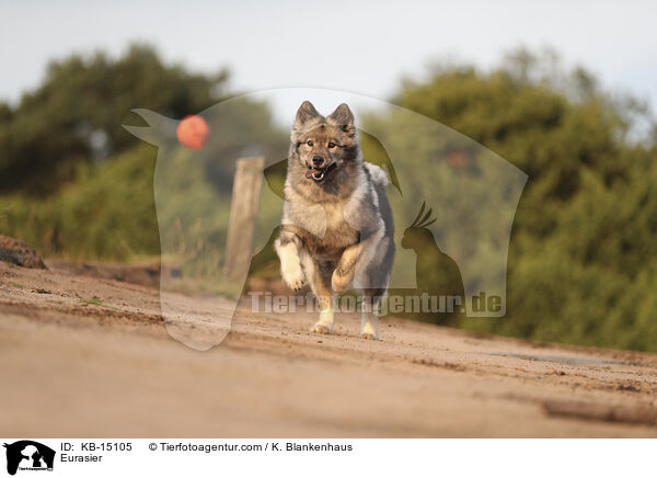 Eurasier / Eurasier / KB-15105