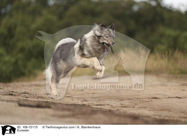 Eurasier / Eurasier / KB-15115