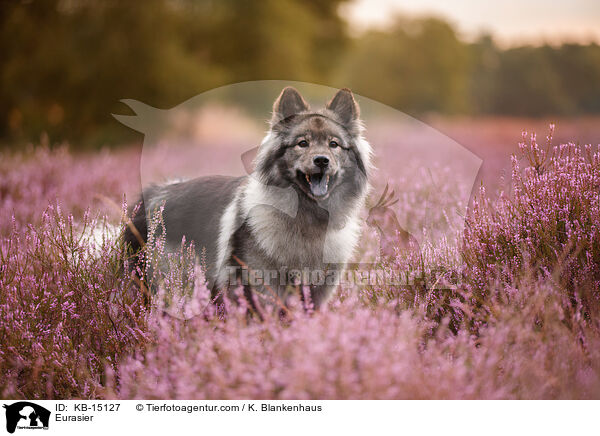 Eurasier / Eurasier / KB-15127