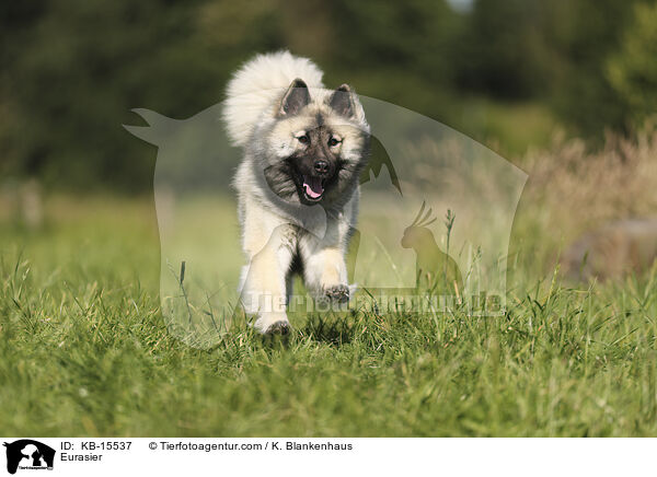 Eurasier / Eurasier / KB-15537