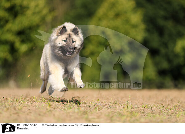 Eurasier / Eurasier / KB-15540