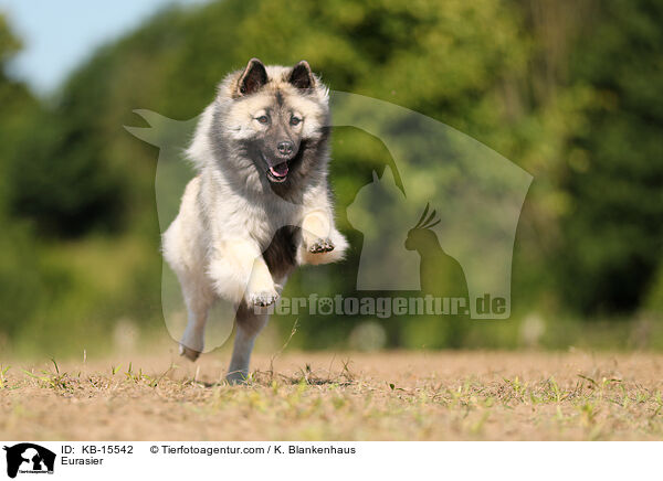 Eurasier / Eurasier / KB-15542