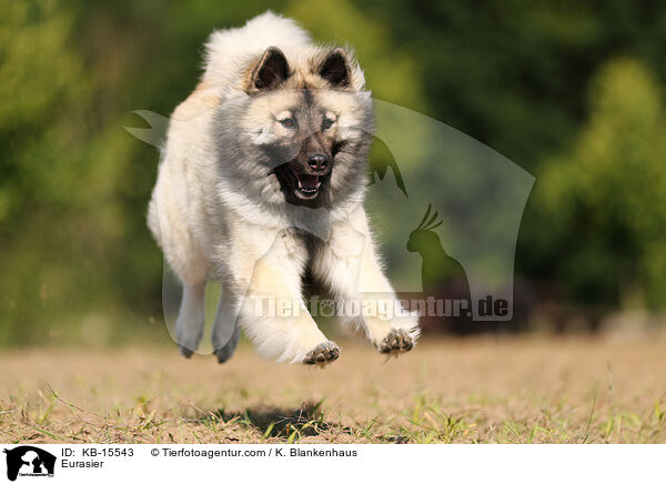 Eurasier / Eurasier / KB-15543