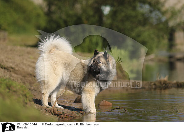 Eurasier / Eurasier / KB-15544