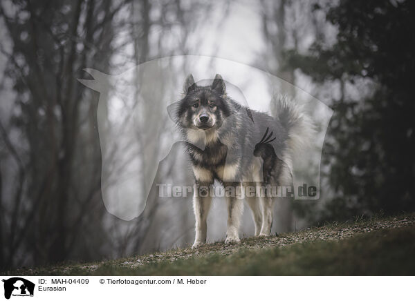 Eurasier / Eurasian / MAH-04409