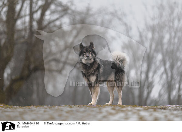 Eurasier / Eurasian / MAH-04416