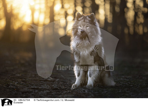 Eurasier / Eurasier / UM-02794