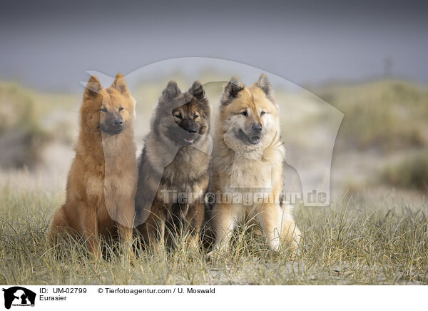 Eurasier / Eurasier / UM-02799