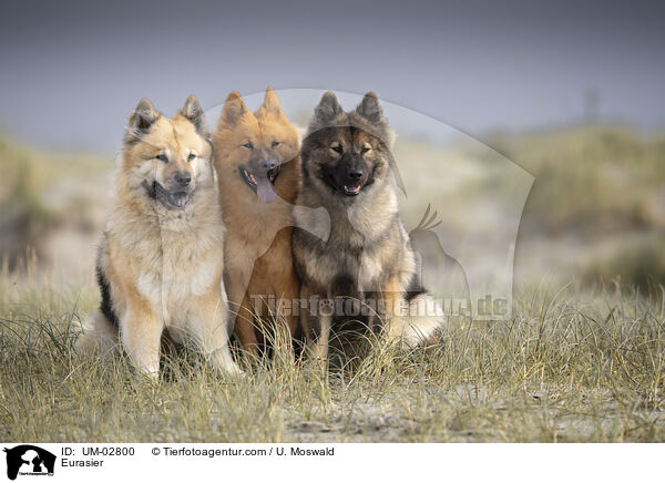 Eurasier / Eurasier / UM-02800