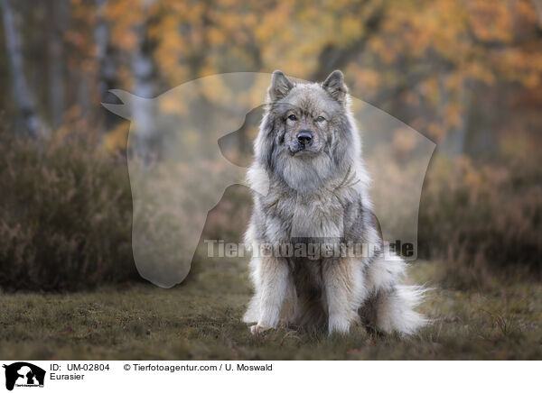 Eurasier / Eurasier / UM-02804