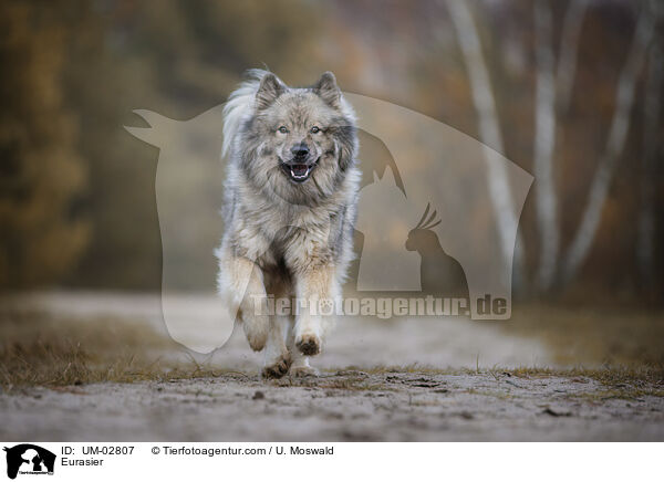 Eurasier / Eurasier / UM-02807