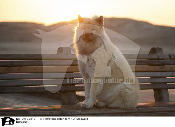 Eurasier / Eurasier / UM-02813