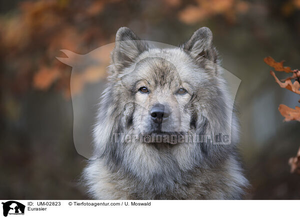 Eurasier / Eurasier / UM-02823