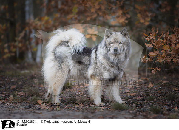 Eurasier / Eurasier / UM-02824