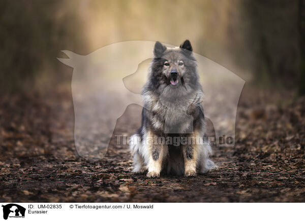 Eurasier / Eurasier / UM-02835