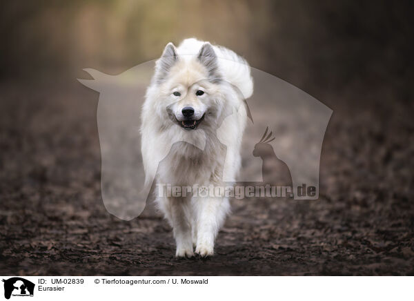 Eurasier / Eurasier / UM-02839