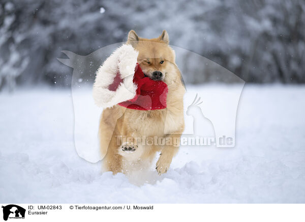 Eurasier / Eurasier / UM-02843