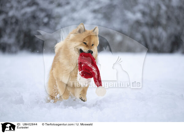 Eurasier / Eurasier / UM-02844