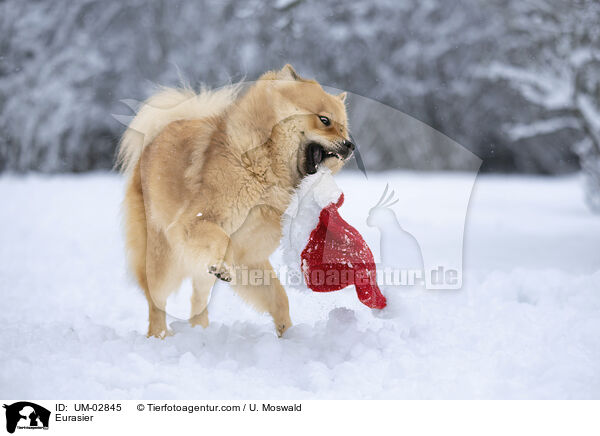 Eurasier / Eurasier / UM-02845