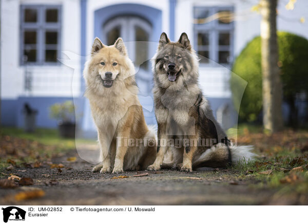 Eurasier / Eurasier / UM-02852