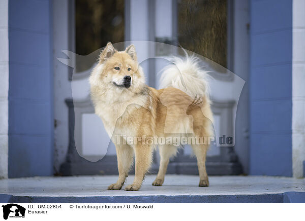 Eurasier / Eurasier / UM-02854