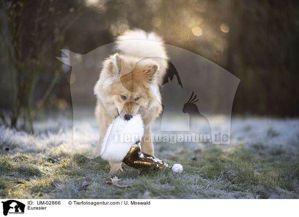 Eurasier / Eurasier / UM-02866