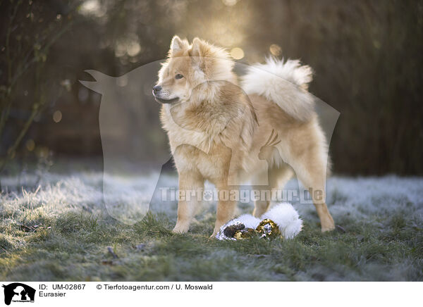 Eurasier / Eurasier / UM-02867