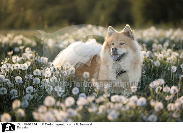 Eurasier / Eurasier / UM-02874