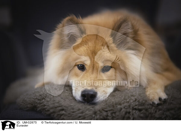 Eurasier / Eurasier / UM-02875