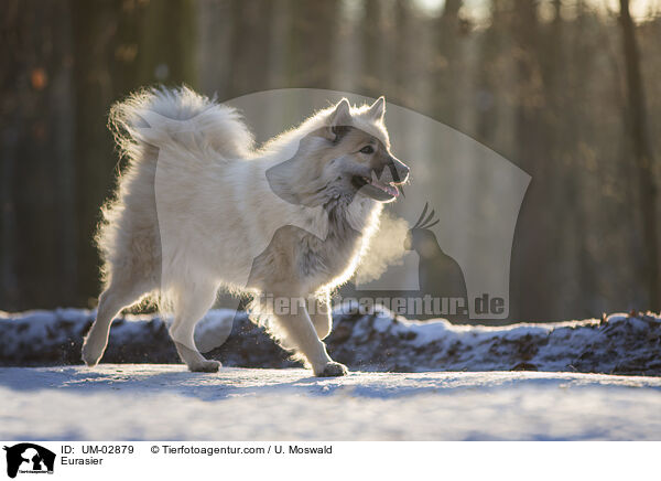 Eurasier / Eurasier / UM-02879