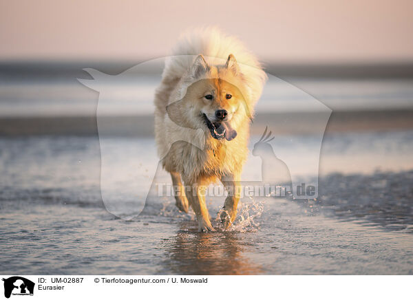 Eurasier / Eurasier / UM-02887