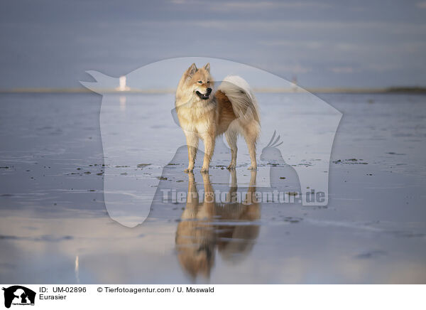 Eurasier / Eurasier / UM-02896