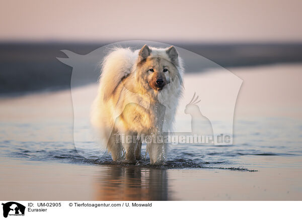 Eurasier / Eurasier / UM-02905