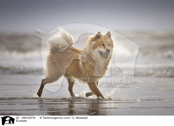 Eurasier / Eurasier / UM-02916