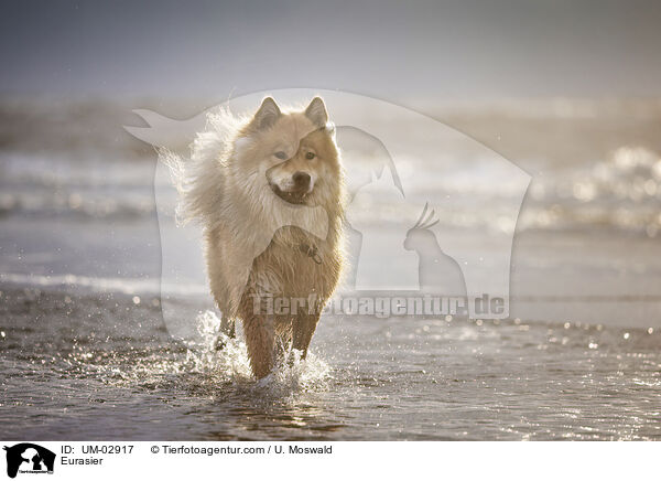 Eurasier / Eurasier / UM-02917