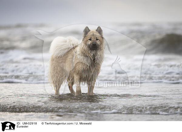 Eurasier / Eurasier / UM-02918