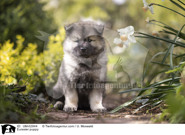 Eurasier Welpe / Eurasier puppy / UM-02944