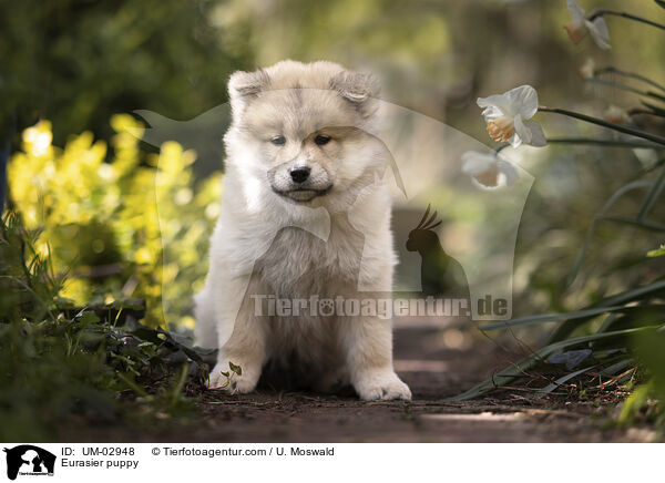 Eurasier Welpe / Eurasier puppy / UM-02948