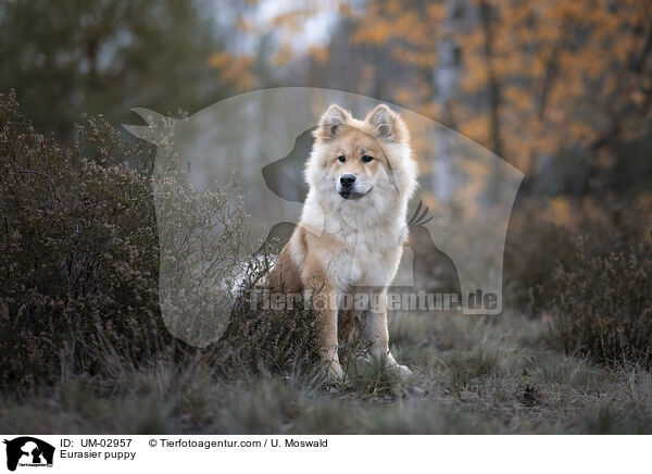 Eurasier Welpe / Eurasier puppy / UM-02957