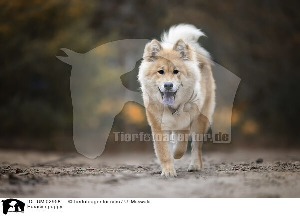 Eurasier Welpe / Eurasier puppy / UM-02958