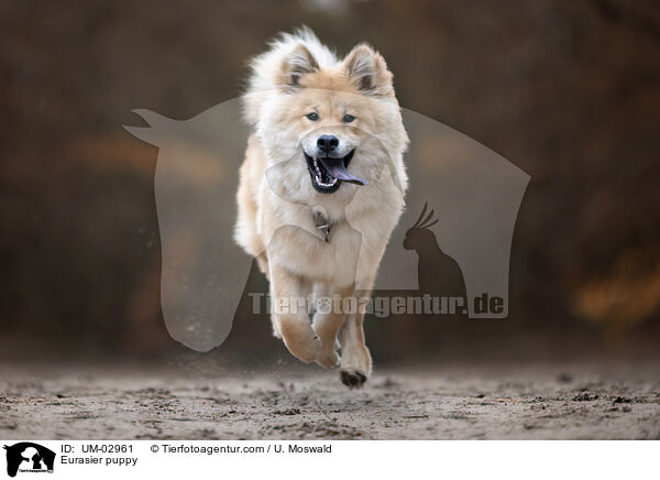 Eurasier Welpe / Eurasier puppy / UM-02961