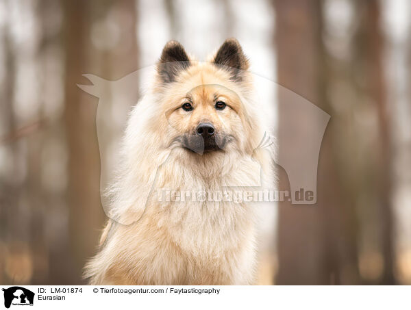 Eurasier / Eurasian / LM-01874