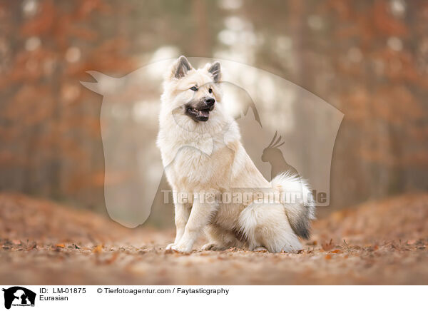 Eurasier / Eurasian / LM-01875