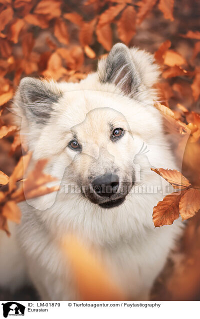 Eurasier / Eurasian / LM-01879