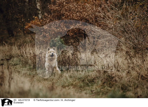 Eurasier / Eurasian / AA-01619