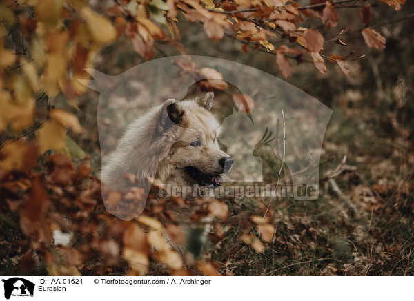 Eurasier / Eurasian / AA-01621