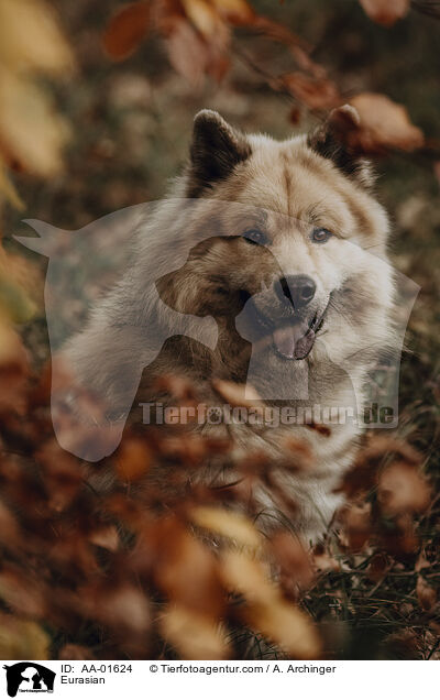 Eurasier / Eurasian / AA-01624