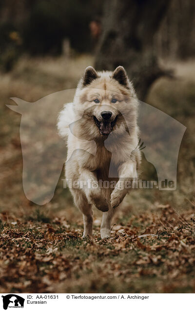 Eurasier / Eurasian / AA-01631