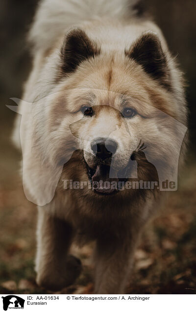 Eurasier / Eurasian / AA-01634